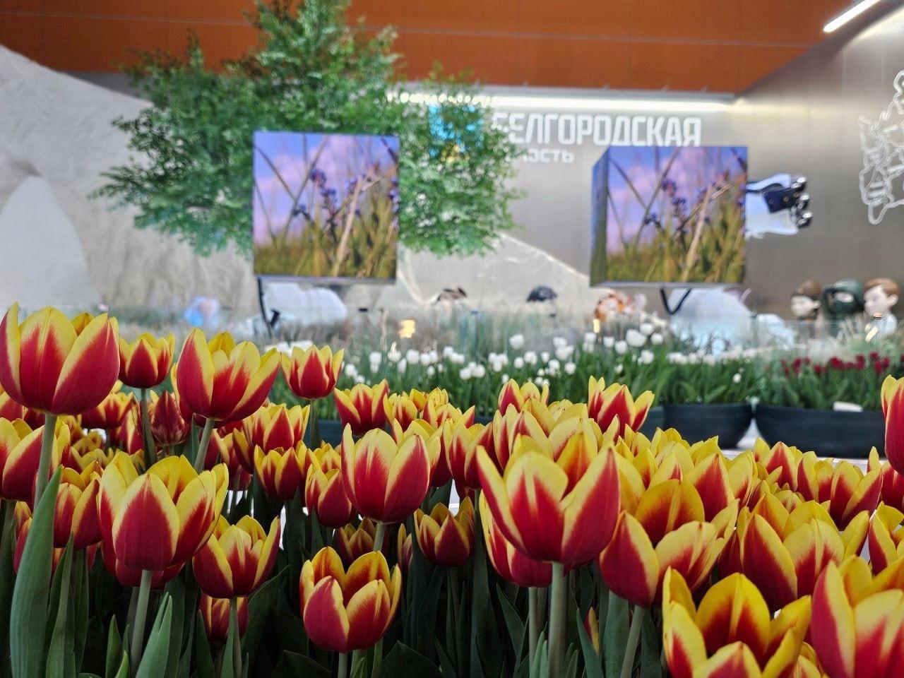 7 мая стартуют дни Шебекинского городского округа на площадке нашего региона на Международной выставке-форуме «Россия».