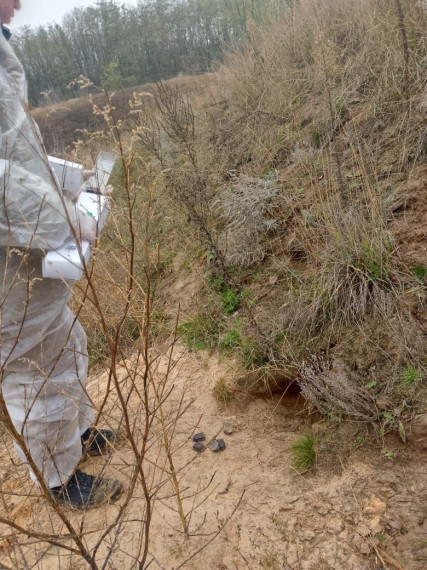 В рамках плановых мероприятий по профилактике бешенства на территории Шебекинского округа специалистами Межрайонной ветстанции по Шебекинскому и Корочанскому районам проведена раскладка вакцины для диких плотоядных животных.