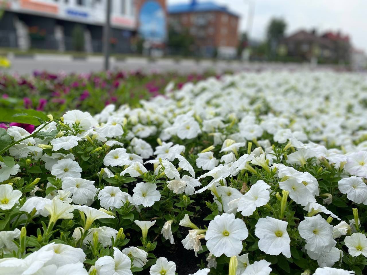 В городе продолжаются работы по благоустройству территории | 23.06.2023 |  Шебекино - БезФормата